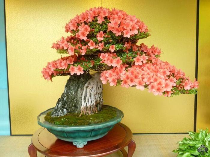 Flowering Bonsai tree