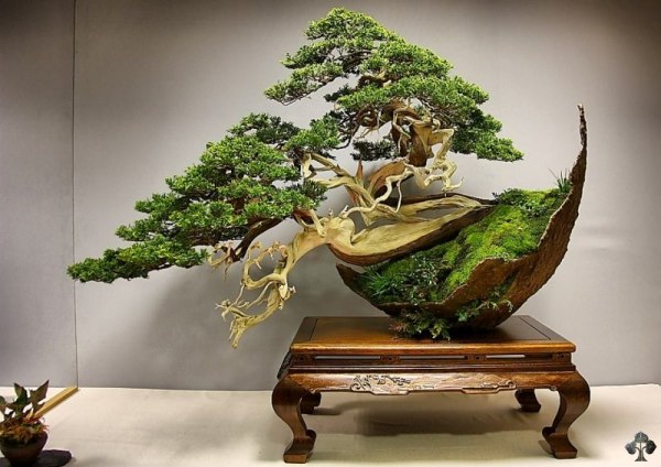 Luis Vila's Bonsai Juniper