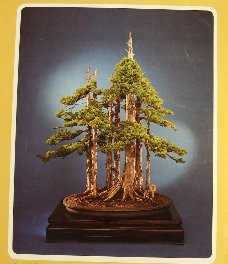 Goshin bonsai USA