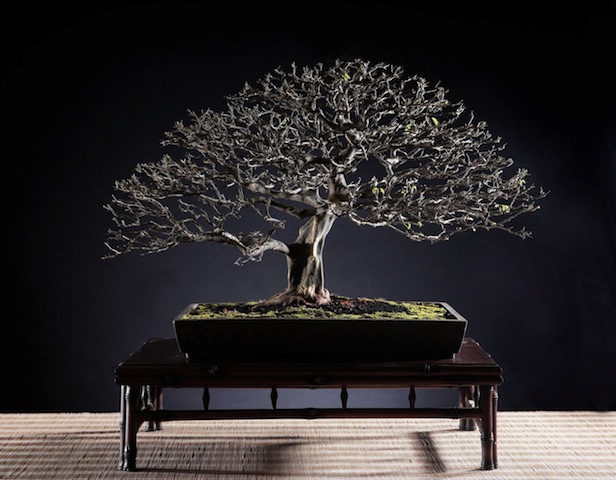 Bonsai after defoliation