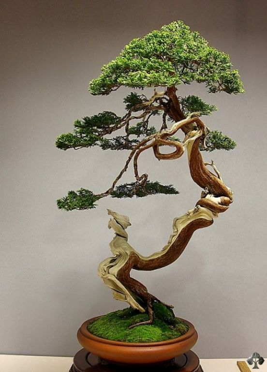 Juniper bonsai