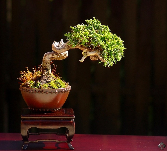 Juniper shohin