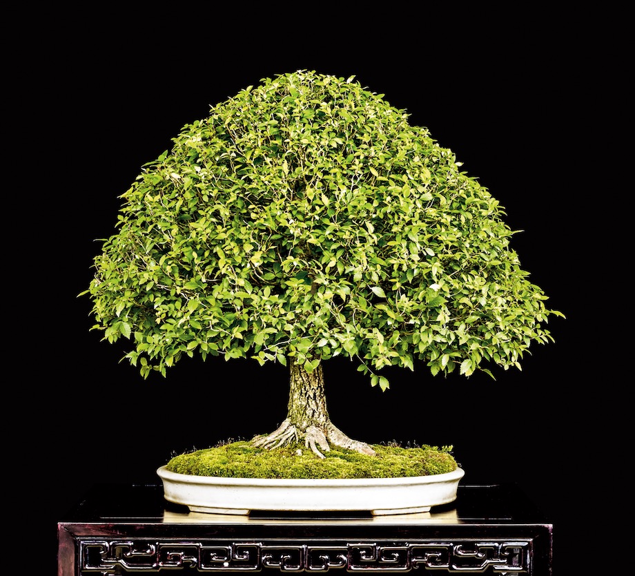 American Elm Bonsai tree