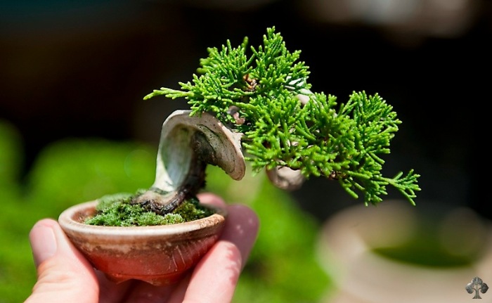 Mame Juniper