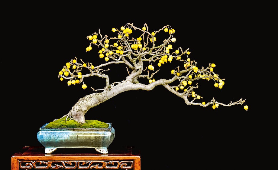 Crabapple bonsai