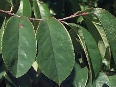 Chinese quince Pseudocydonia sinensis