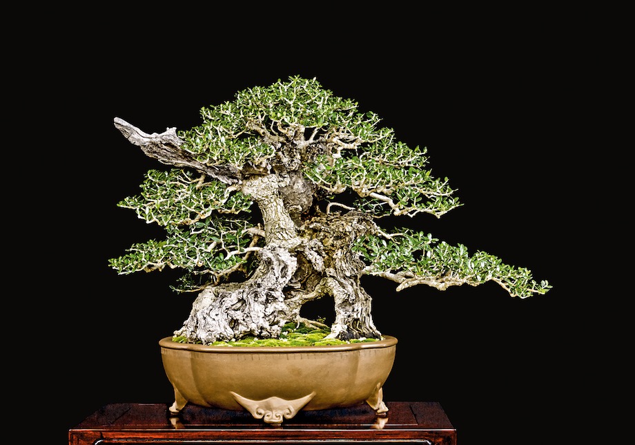 Olive Bonsai