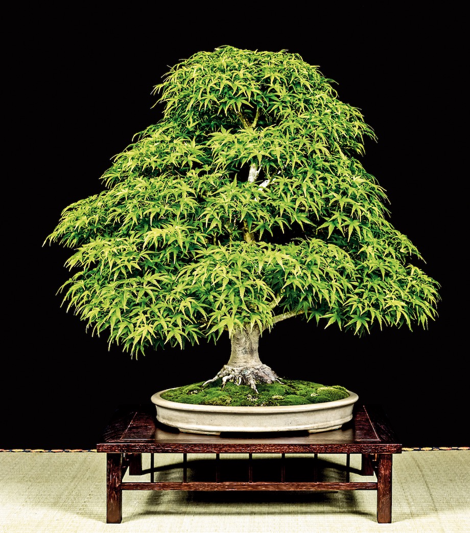 Pygmy Maple