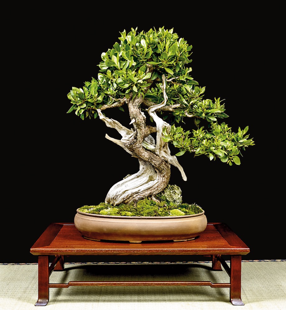 Buttonwood Bonsai