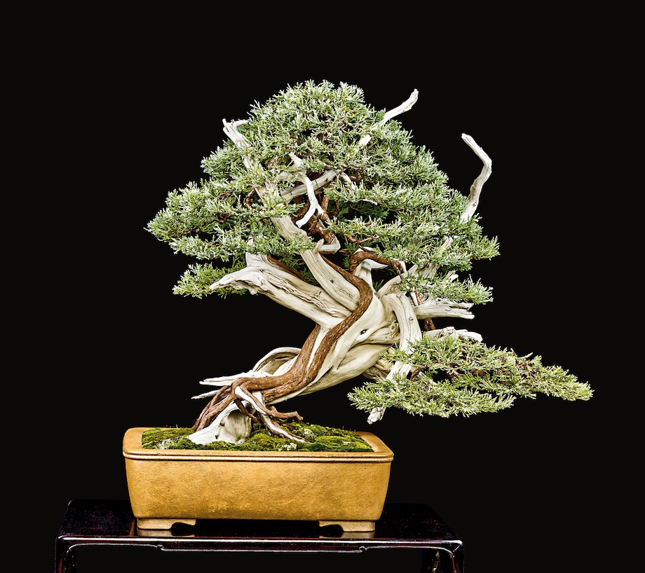 Rocky Mountain Juniper bonsai