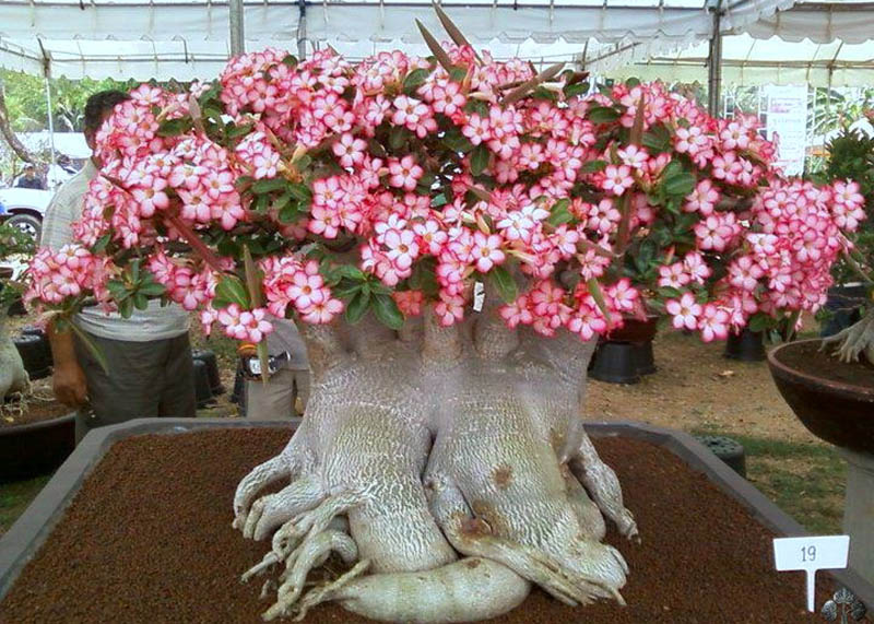 Pink desert rose Bonsai tree