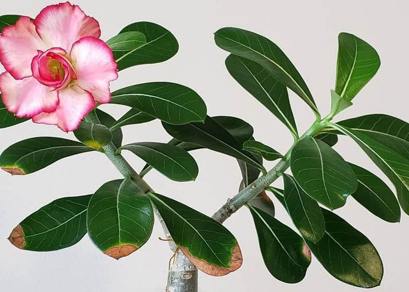 Leaves of the Adenium