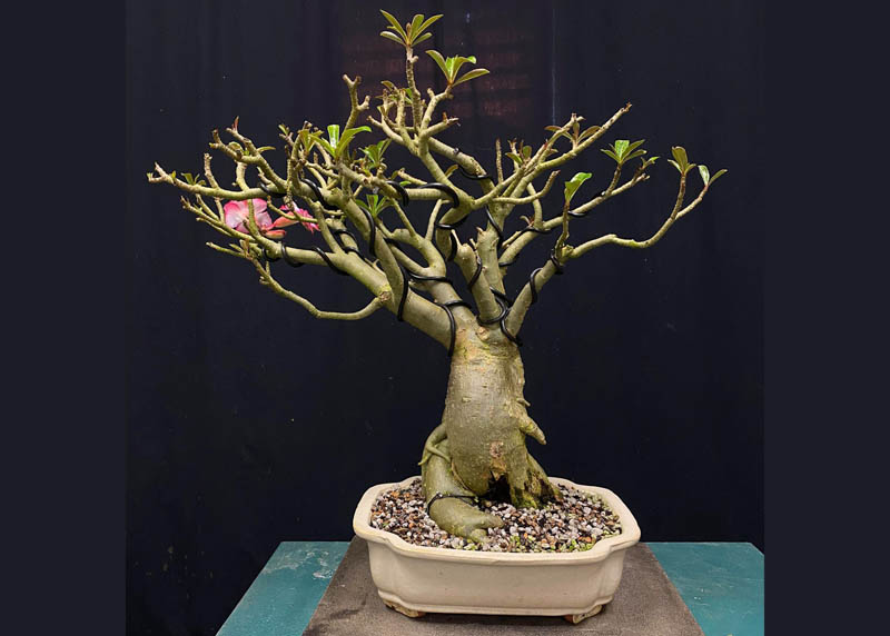 Adenium Bonsai tree