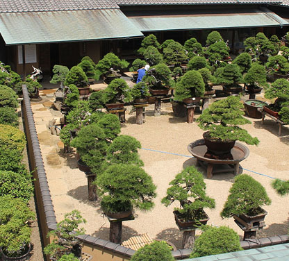 Bonsai artists