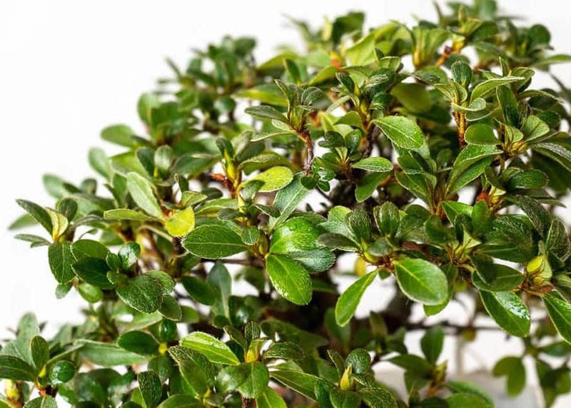 Leaves of the Azalea