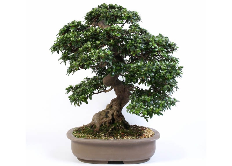 Rhododendron bonsai