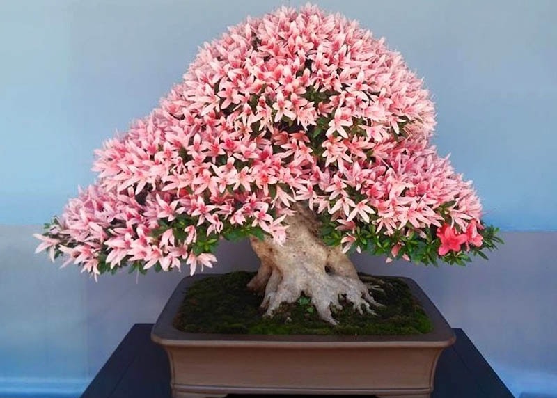 Azalea bonsai with flowers