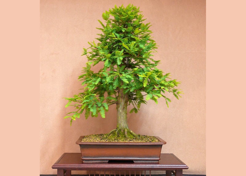 Bald cypress bonsai tree