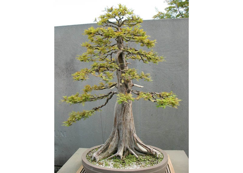 Taxodium distichum bonsai