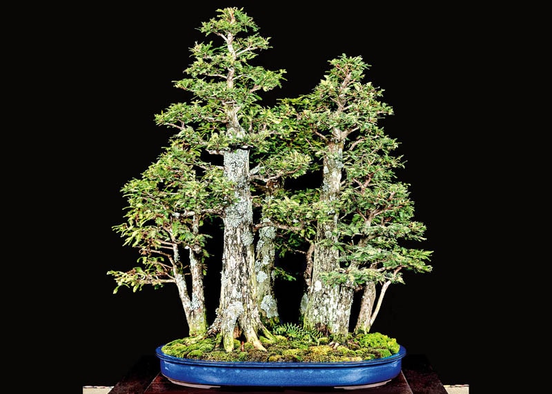 Bald cypress forest