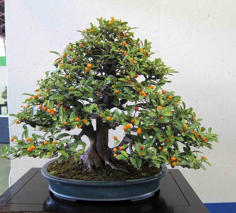 Citrus Bonsai