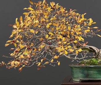 Hawthorn