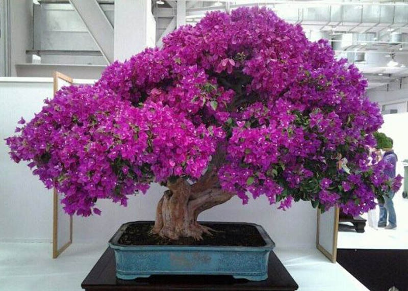 Bougainvillea bonsai tree