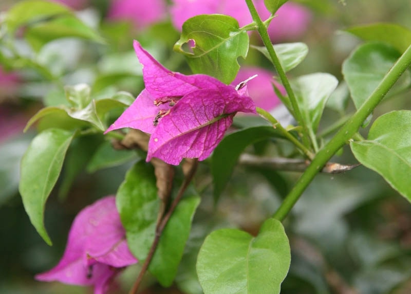 Leaves of the Bougainvillea