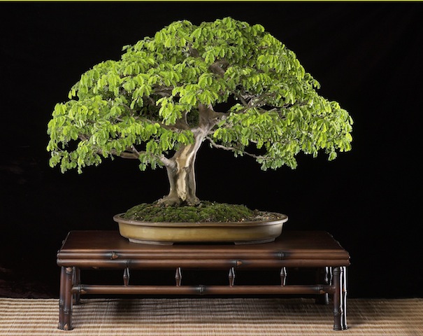 Bonsai tree