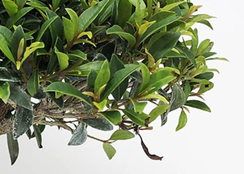 Eugenia myrtifolia, Syzygium bonsai