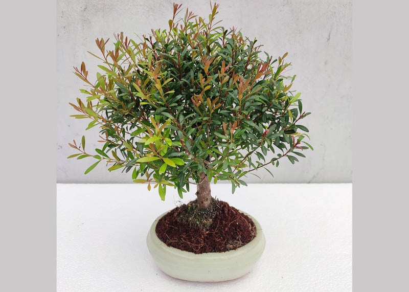 Brush cherry bonsai tree
