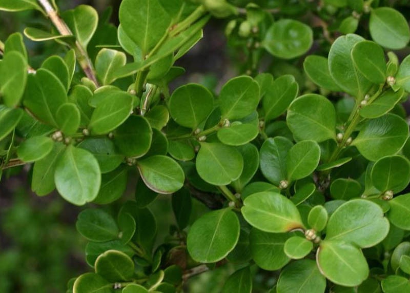 Leaves of the Buxus