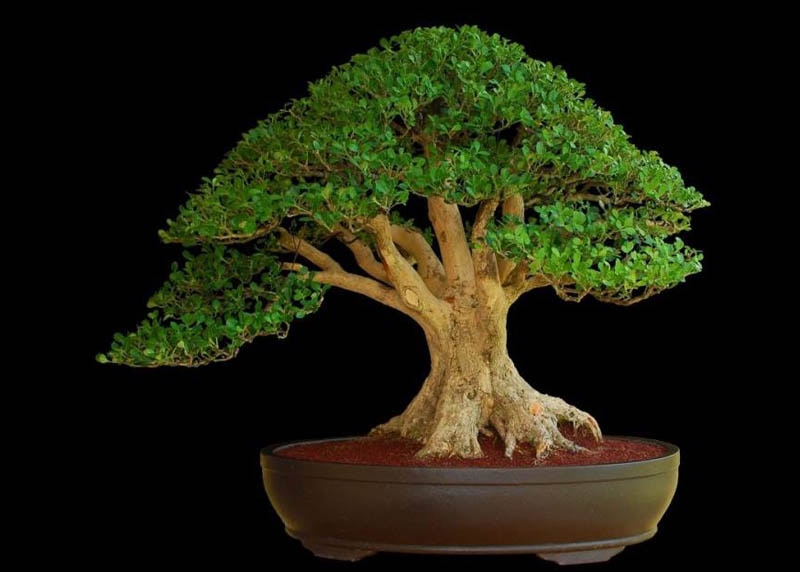 Buxus bonsai