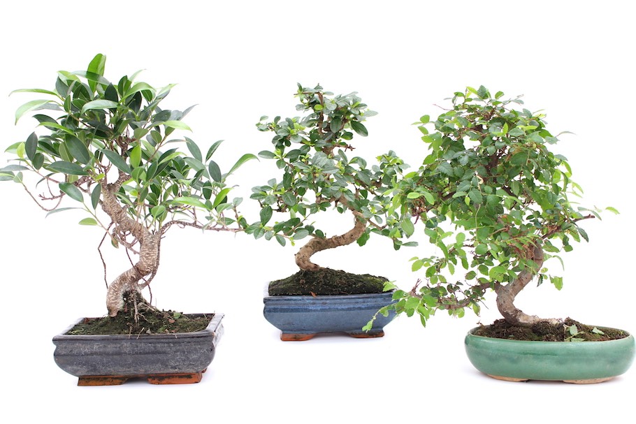 Indoor bonsai trees