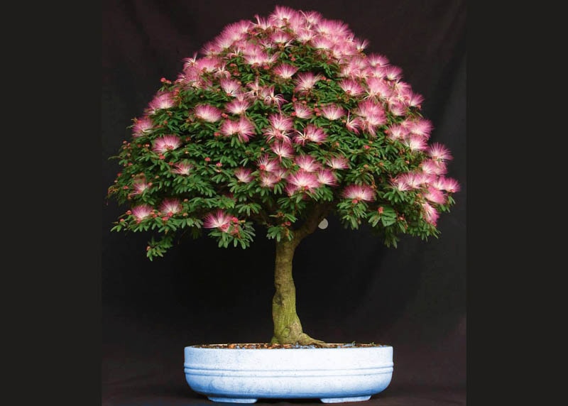 Calliandra bonsai tree