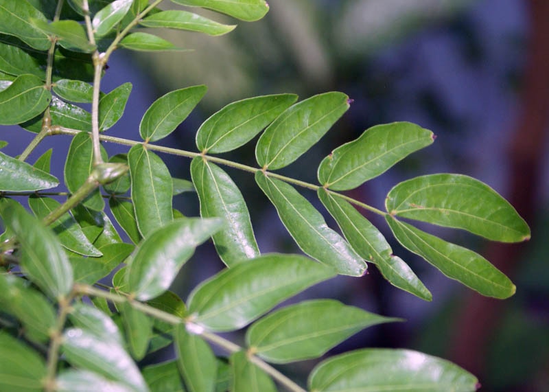 Leaves of the Calliandra