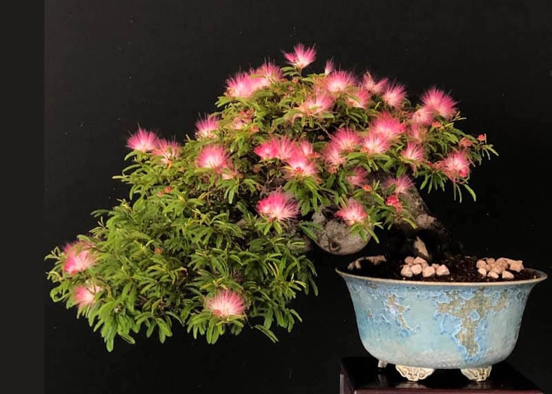 Powder puff bonsai