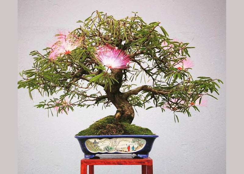 Calliandra with flowers
