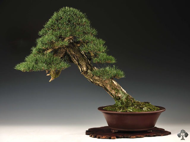 Pine bonsai