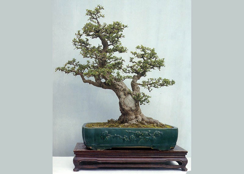 Carmona bonsai tree