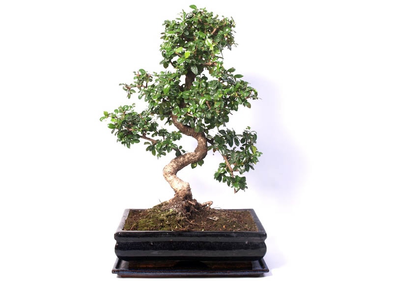 Young carmona bonsai