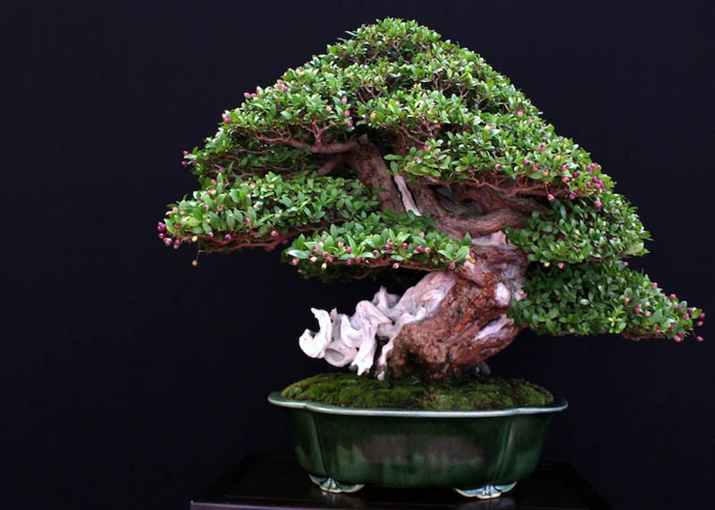 Cerejeira bonsai tree