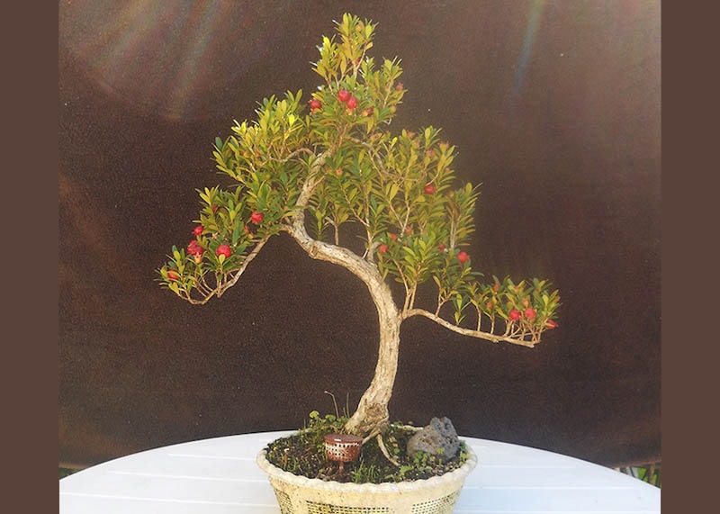 Myrthus Communis bonsai