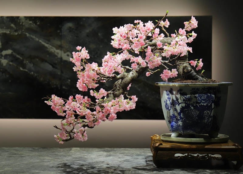 Cherry bonsai tree