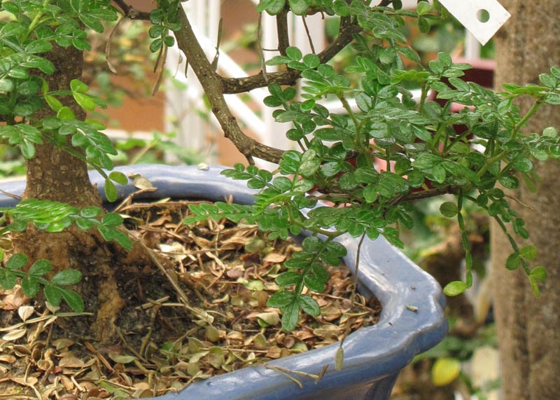 Leaves of the Chinese pepper