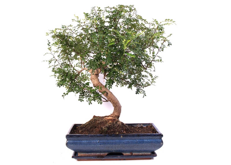 Zanthoxylum bonsai