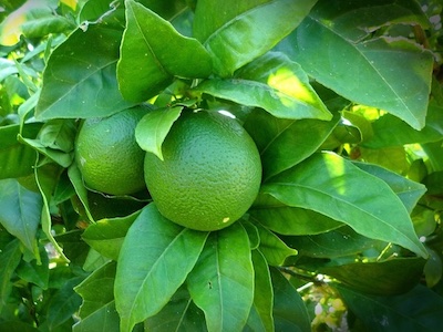 Citrus, Lemon and Orange Citrus limon and Citrus sinensis