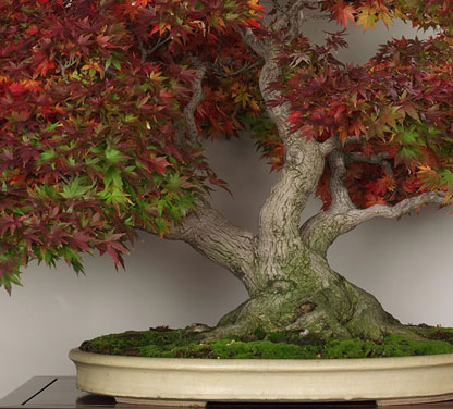 Bonsai clubs