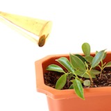 Wait at least a year before repotting the seedlings in individual pots. And then wait at least one more year before pruning or wiring.