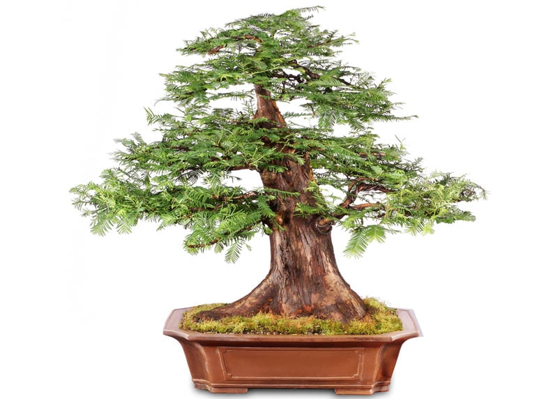 Dawn redwood bonsai tree